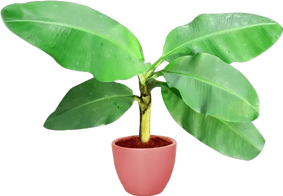 Banana Tree Vector Image Png Flowerpot Plant Transparent Background