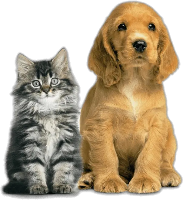 Vetwork Dog Vs Cat Vertical Png Pet Png