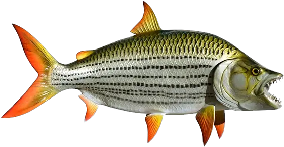 Tiger Fish Artisans Market App Striper Bass Png Tiger Transparent