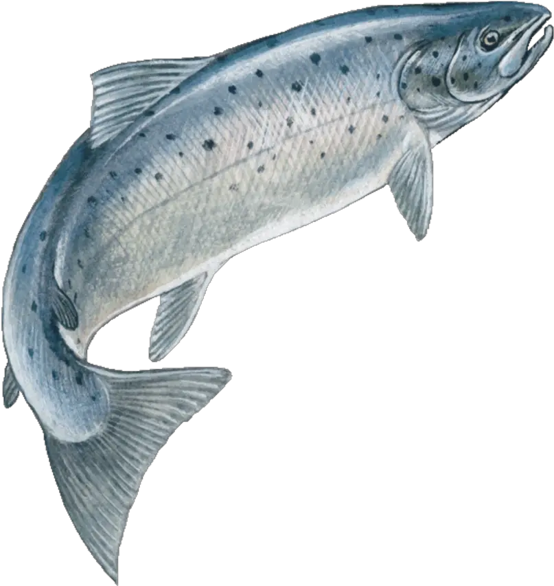 Download Hd Jumping Fish Speckledfreetoedit Jumping Salmon Transparent Fish Jumping Png Salmon Png