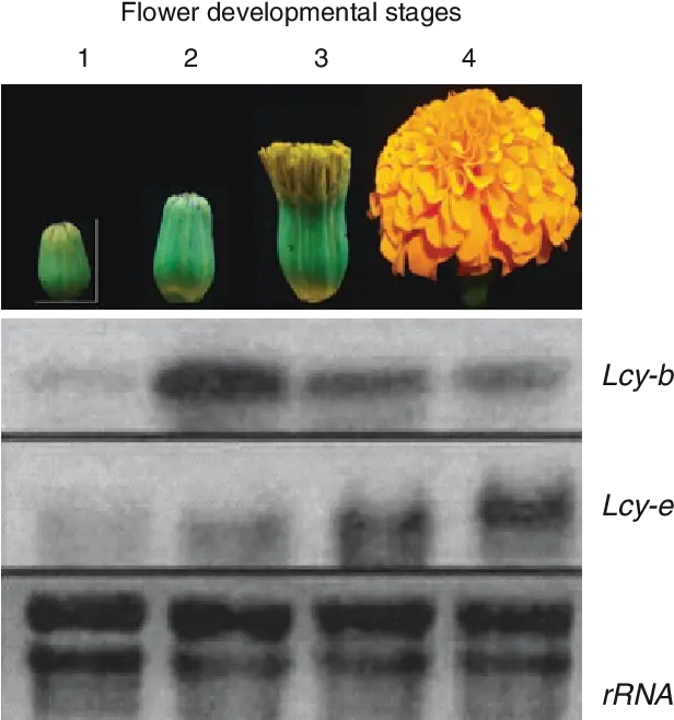 2 Mrna Analysis In Developing Flowers Of Marigold Stages Of A Marigold Png Marigold Transparent