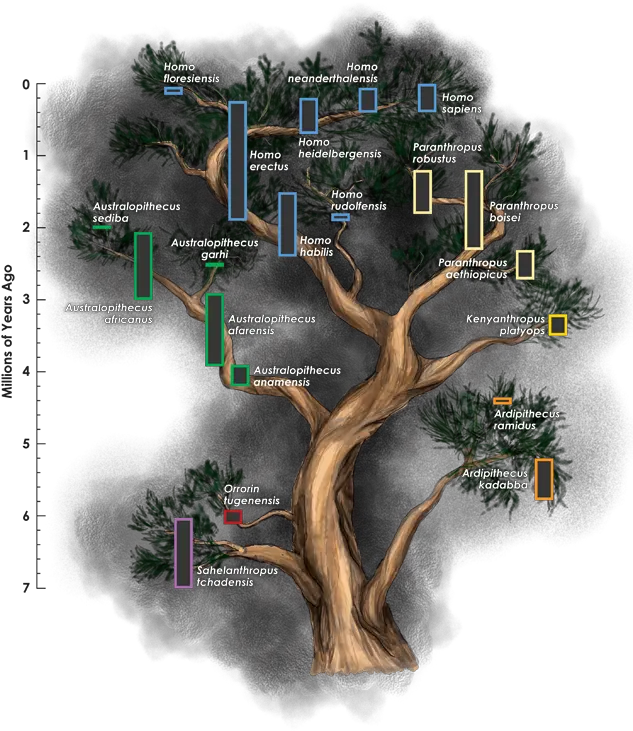 Redefining Homo Does Our Family Tree Need More Branches Homo Genus Family Tree Png Family Tree Png