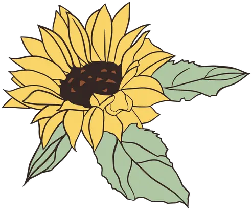 Pretty Hand Drawn Sunflower Transparent Png U0026 Svg Vector File Bonitas De Girasoles Png Sunflower Png Transparent