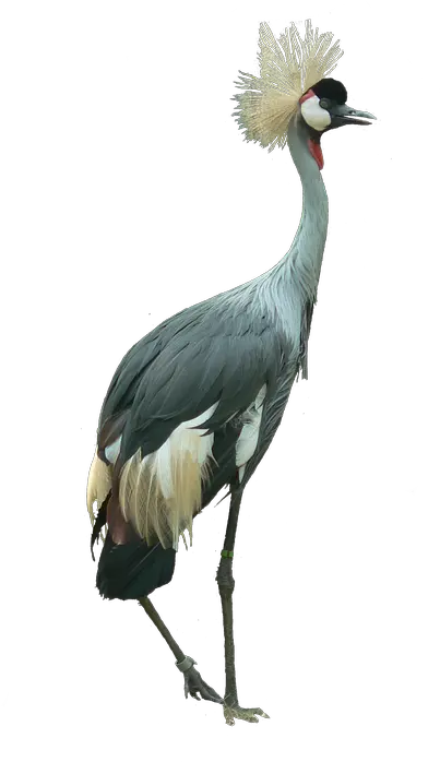 Crowned Crane Bird Cutout Grey Crowned Crane Png Crane Bird Png