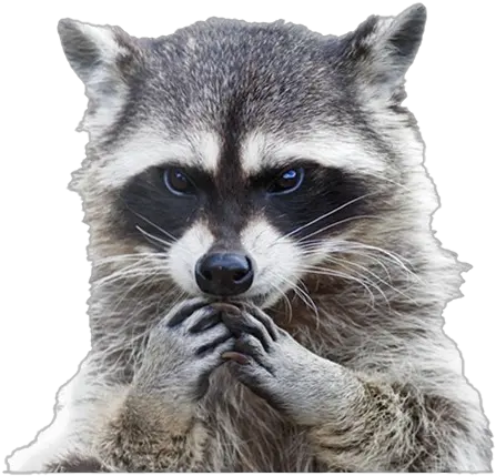 Raccoon Png Clipart Background Difference Between Possum And Raccoon Raccoon Png