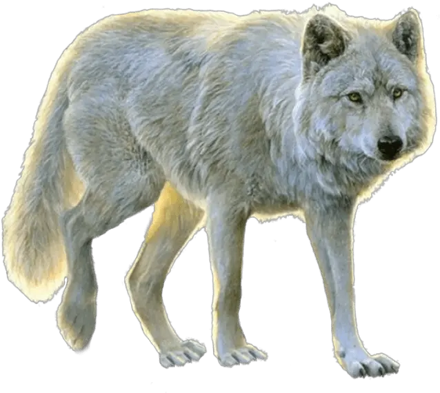 Wolves White Background Transparent Wolves Transparent Background Png Wolves Png