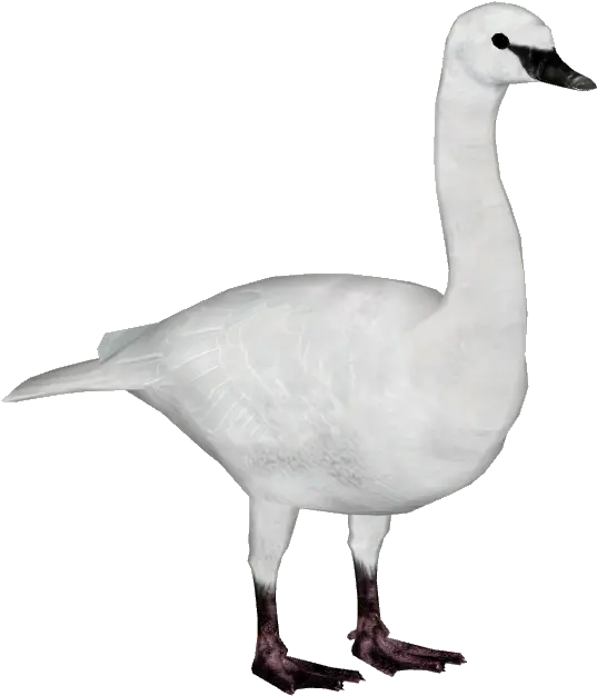 Swan Png Image Transparent Arts Trumpeter Swan Png Goose Transparent