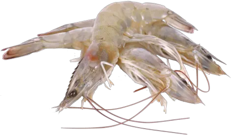 Product Litopenaeus Setiferus Png Shrimp Png