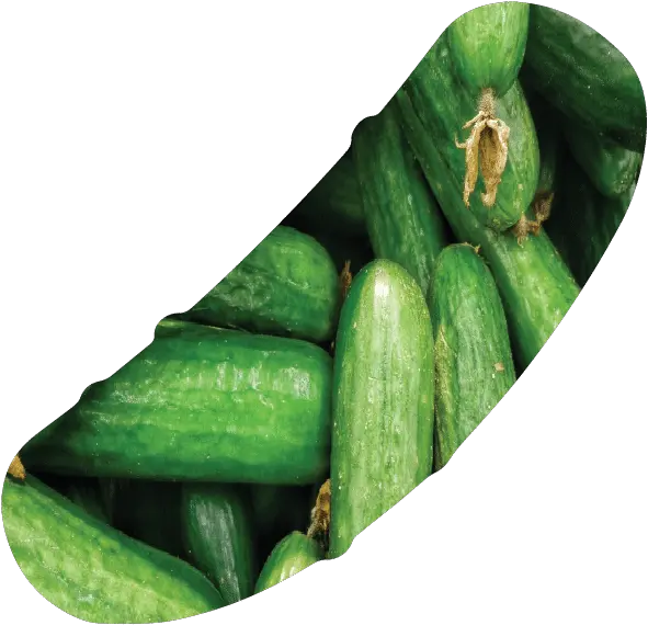 Home Spreewald Gherkins Png Exo Icon