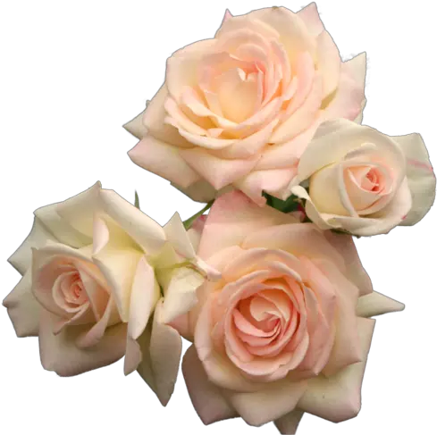 Posts Flower Roses Png Transparent Pink Umfag U2022 Purple Aesthetic Flowers Png Rose Transparent