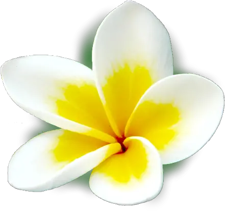 Frangipani Icons U2013 Apps Frangipani Png Plumeria Flower Png