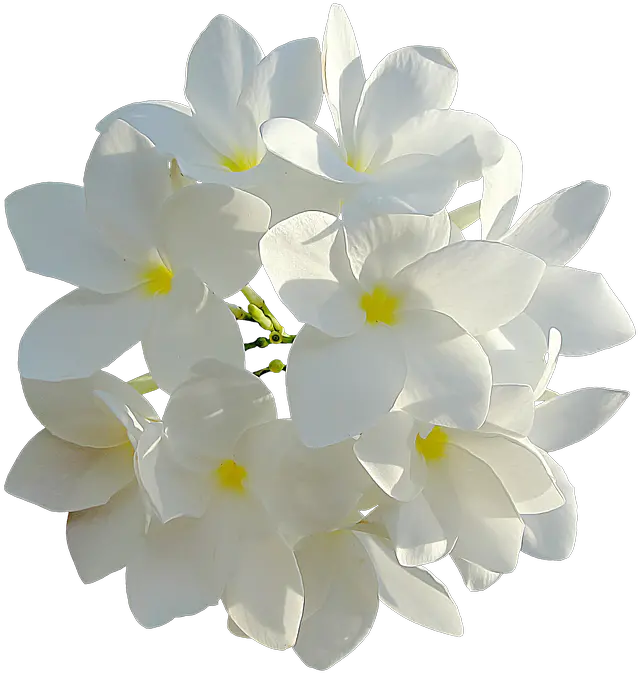 Download White Flowers 849770 960 720 Bouquet Transparent White Flowers Png Plumeria Flower Png