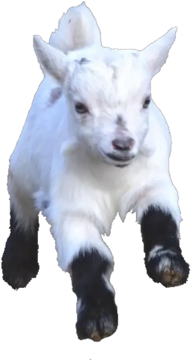 Babygoat Babygoats Goat Goats Freetoedit Baby Goat Hd Png Goat Emoji Png