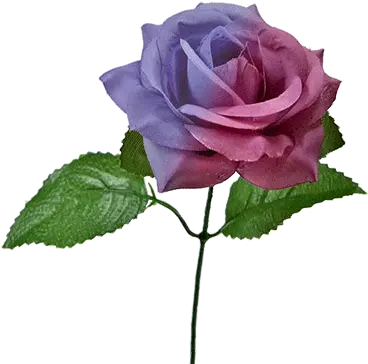 The Real Color Changing Flower By Jl Magic Real Color Changing Flower Magic Png Real Flower Png