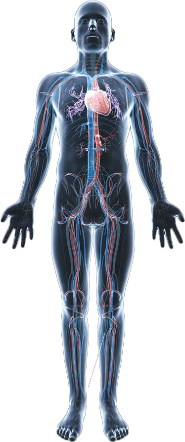 Body Png Transparent Images Transparent Human Anatomy Png Human Body Png