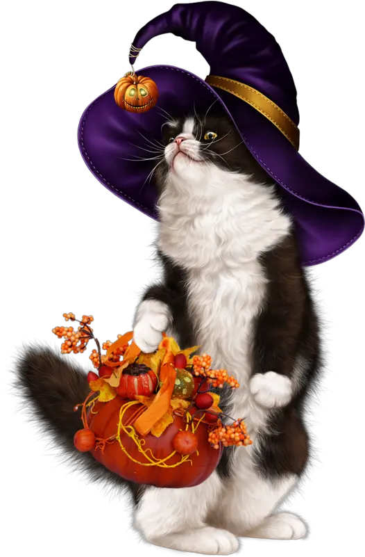 Sexy Halloween Png 3chatcitrouille Halloween Citrouille Kitten Halloween Png