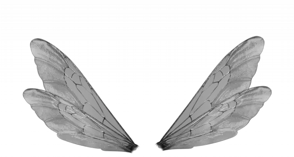 Dragonfly Wings Png Transparent Images Transparent Insect Wings Png Wings Png Transparent