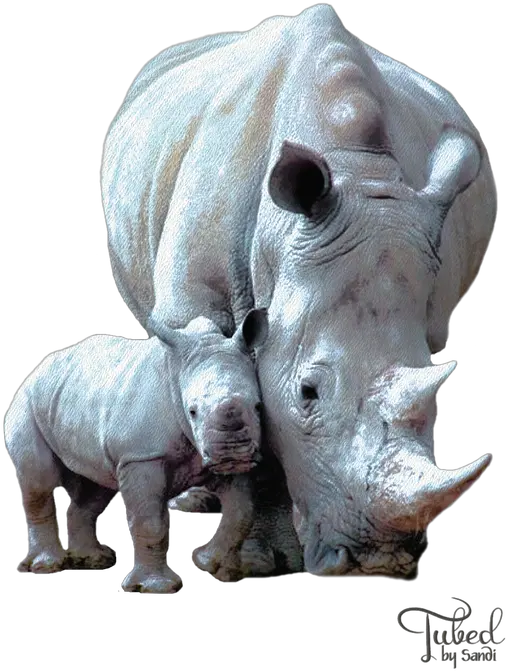 Rhino32 Cancer Survivor Rhino Digital Design Png Transparent Background