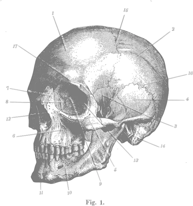 Skull Profile Engraving Free Vector Graphic On Pixabay Skull Engraving Png Skull Head Png