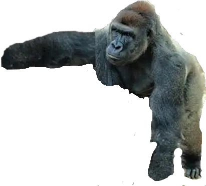 Meme Fighter Tynker Goodnight Sweet Prince Harambe Png Harambe Transparent