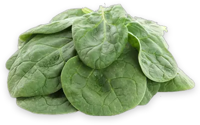 Baby Spinach Mccormack Family Farms Spinach Png Spinach Png