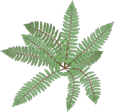 Index Of Ressources Ticeresstice1partagevisuelian Fern Drawing Png Fern Leaf Png