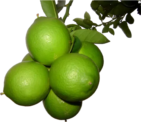 Limon Persa Png 3 Image Limon Persa Png Limon Png