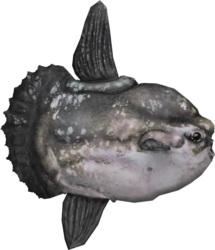 Ocean Sunfish Mola Mola Fish Png Ocean Fish Png