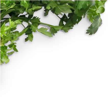 Download Chalkboard Cilantro Bunch Bunch Cilantro Png Cilantro Png