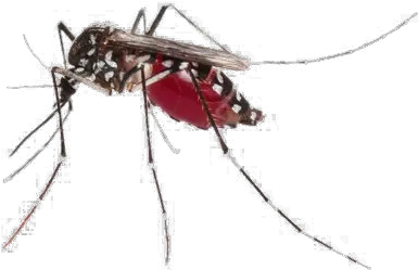 Mosquito Png Photos Aedes Aegypti Mosquito Png Mosquito Transparent