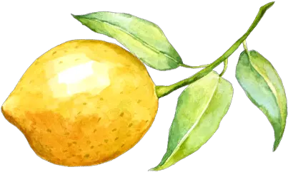 Lemon Watercolor Watercolor Lemon Transparent Background Png Lemon Transparent Background