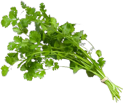 Remedies For Diabetes Fresh Spices Png Cilantro Png