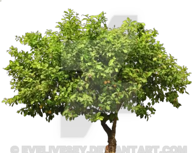 Lemon Tree Top Png 1 Image Realistic Tree Vector Lemon Tree Png