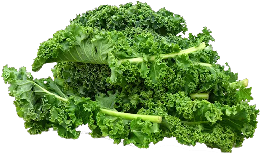 Kale Curly Kale Png Kale Png