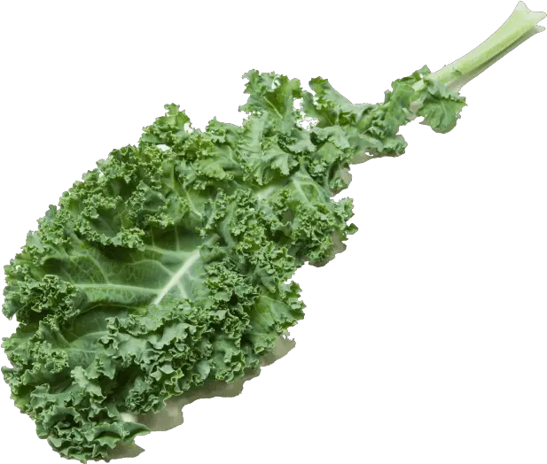 Comparing Kale Cooku0027s Illustrated Kale Hd Png Kale Png