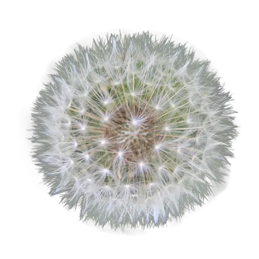 Pin Dandelion Psd Free Png Weed Transparent Background