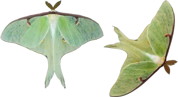 Moth Png Hd Luna Moth Png Moth Png