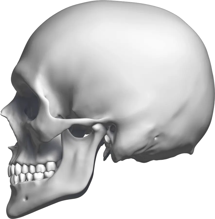 Download Left Skull Looking Sideways Png Skull Png Transparent