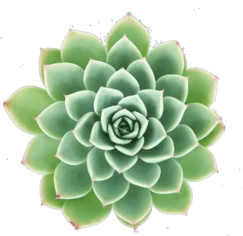 Echeveria Blue Atoll Succulent Plant Succulent Leaf Png Succulents Png