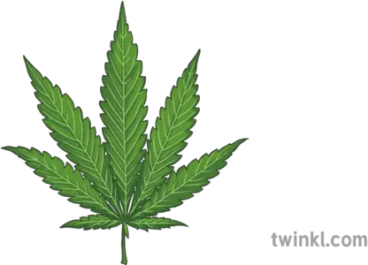 Cannabis Leaf Illustration Twinkl Cannabis Png Cannabis Leaf Png