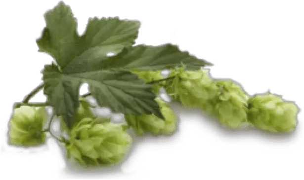 Mother Earth Brewing Beer Hops Png Hops Png