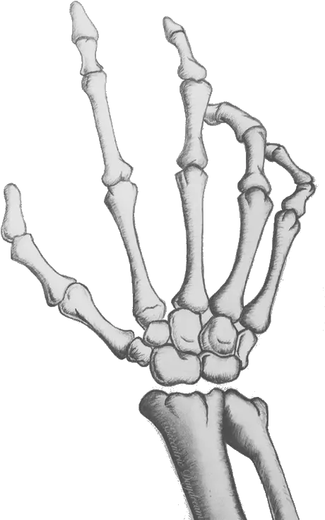 Skeleton Hands Png 2 Image Transparent Skeleton Hand Png Skeleton Hand Png