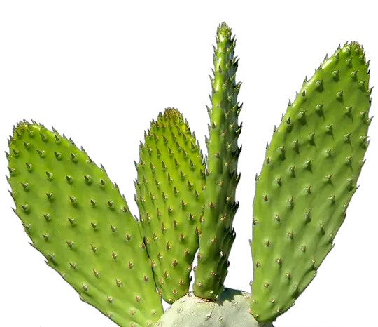 Download Cactus Plant Png 092 Transparent Cactus Png Plant Png