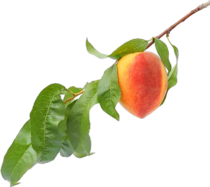 Download Peach Flavor Peach On Tree Png Branch Png