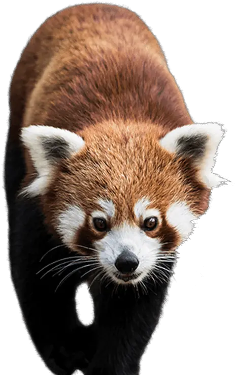 Panda Png Animal Images Bear Cute Baby Red Panda Transparent Background Raccoon Transparent Background