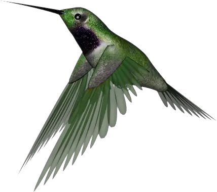 Hummingbird Png Clipart Humming Bird Transparent Hummingbird Png