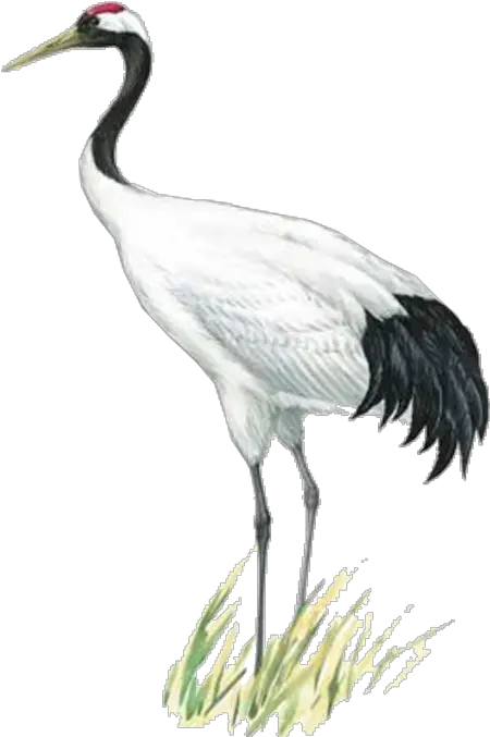 Visit Red Crowned Crane Icon Full Size Png Download Crane Icon