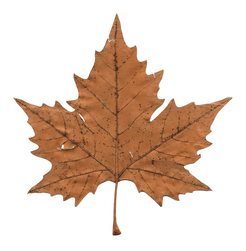 Maple Leaf Clipart Transparent Png Stickpng Dried Leaves Transparent Background Leaves Clipart Png