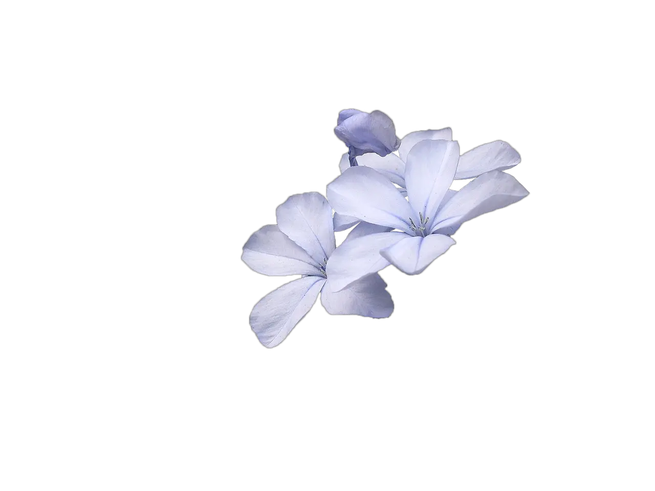 Wild Flowers Blue Flower Transparent Small Flowers Png Blue Flowers Png