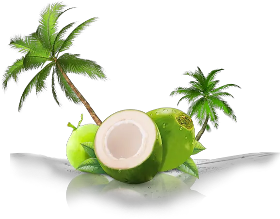 Coconut Png Background Green Transparent Coconut Png Coconut Png